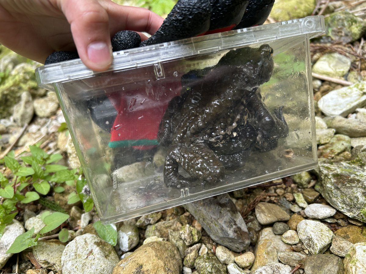 echiaqua's tweet photo. 蛙合戦を見に山へ行きました
蛙合戦とは産卵期のヒキガエルに見られる数十～数百匹のオスが少数のメスを巡って水たまりで抱接しようと争う様子です
結果は残念ながら見れませんでしたが、卵は確認することができました
アズマヒキガエルが２匹いたので展示用に持ち帰り、水槽内が賑やかになりました https://t.co/zW5KHWsfr5