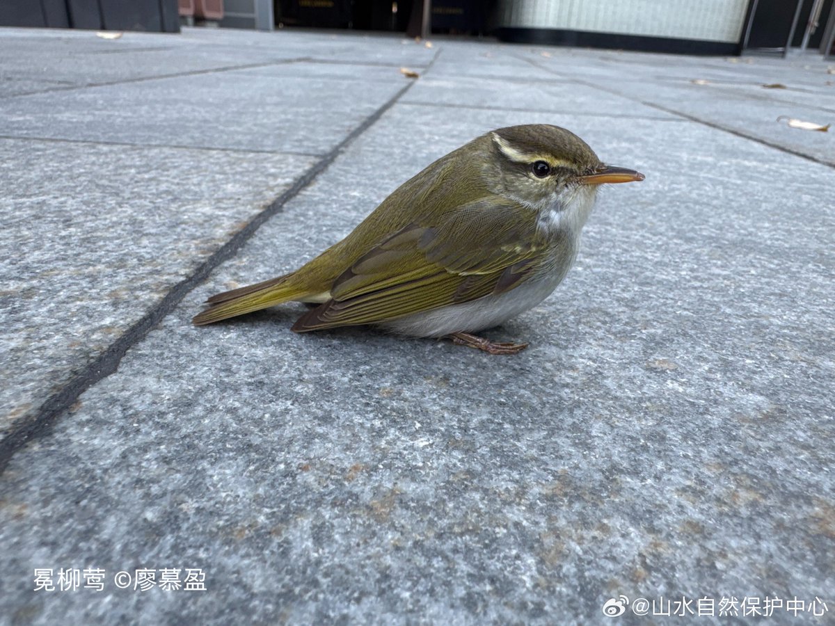 ShanCenter's tweet photo. More migratory birds are heading north, and volunteers in the Yangtze River Delta recorded 23 bird-collision incidents—6 injured, 17 dead.
 Cities shouldn’t be deadly for birds. Close curtains, turn off extra lights, and use bird-safe window decals. https://t.co/1SlfMcp2a8