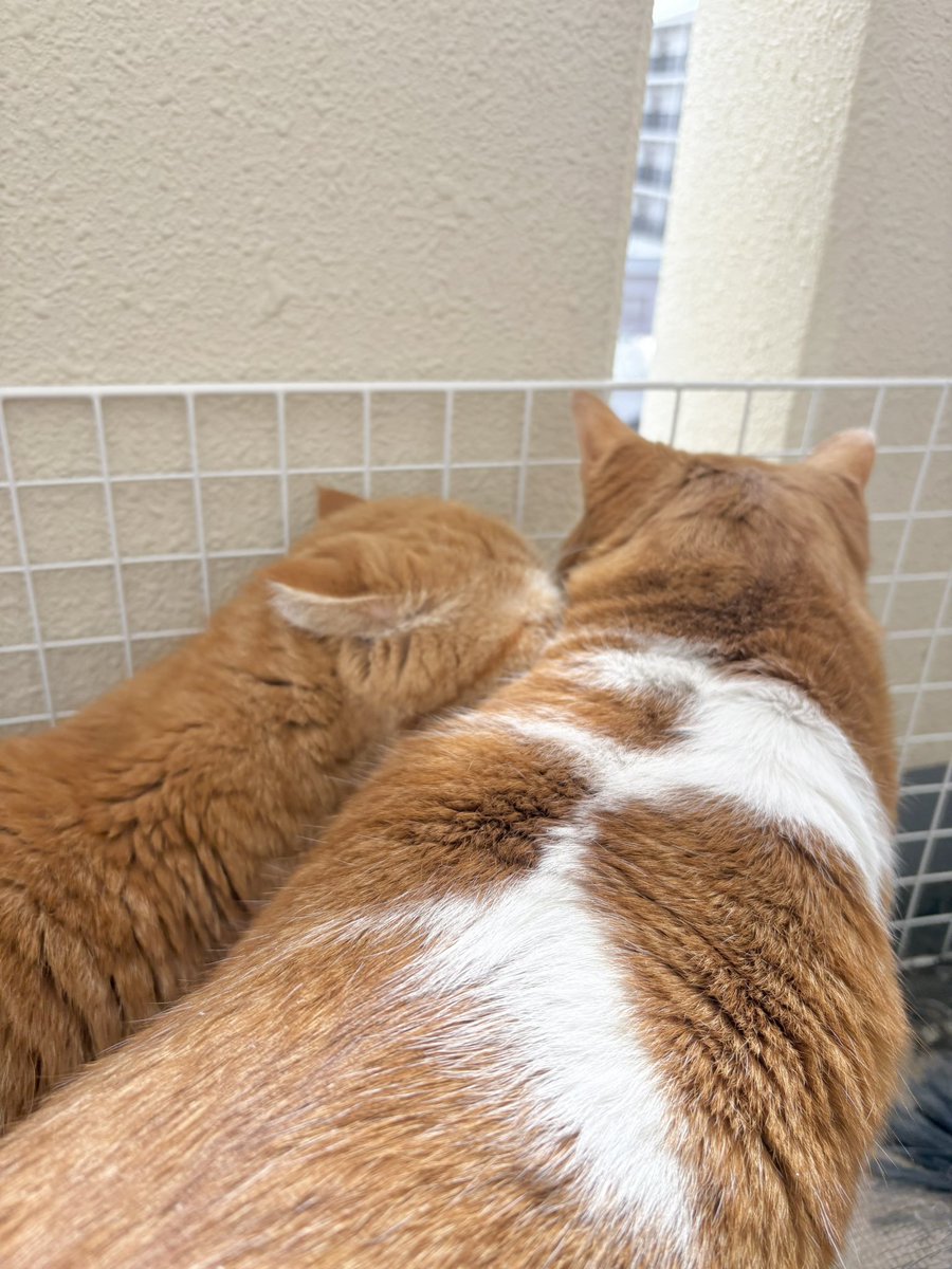 ぼくも見せて！