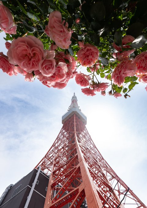 katsupan's tweet photo. ピンクのバラ越しに見える東京タワー、とてもロマンチックで気分が上がります。 https://t.co/6y11lRuBNF