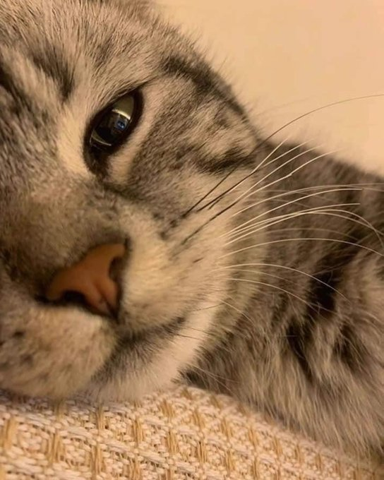 miriko0708's tweet photo. この猫の柔らかい毛並みと、うっとりしたような瞳がたまらなく癒やされます。 https://t.co/NFDkRnR56C