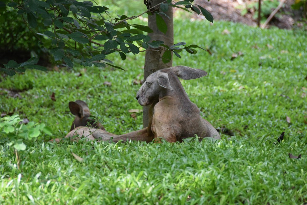 สวนสัตว์เปิดเขาเขียว Khao Kheow Open Zoo tweet media