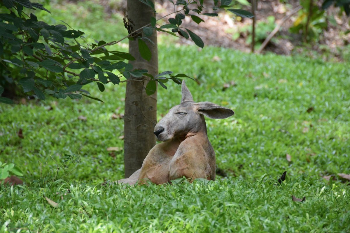 สวนสัตว์เปิดเขาเขียว Khao Kheow Open Zoo tweet media