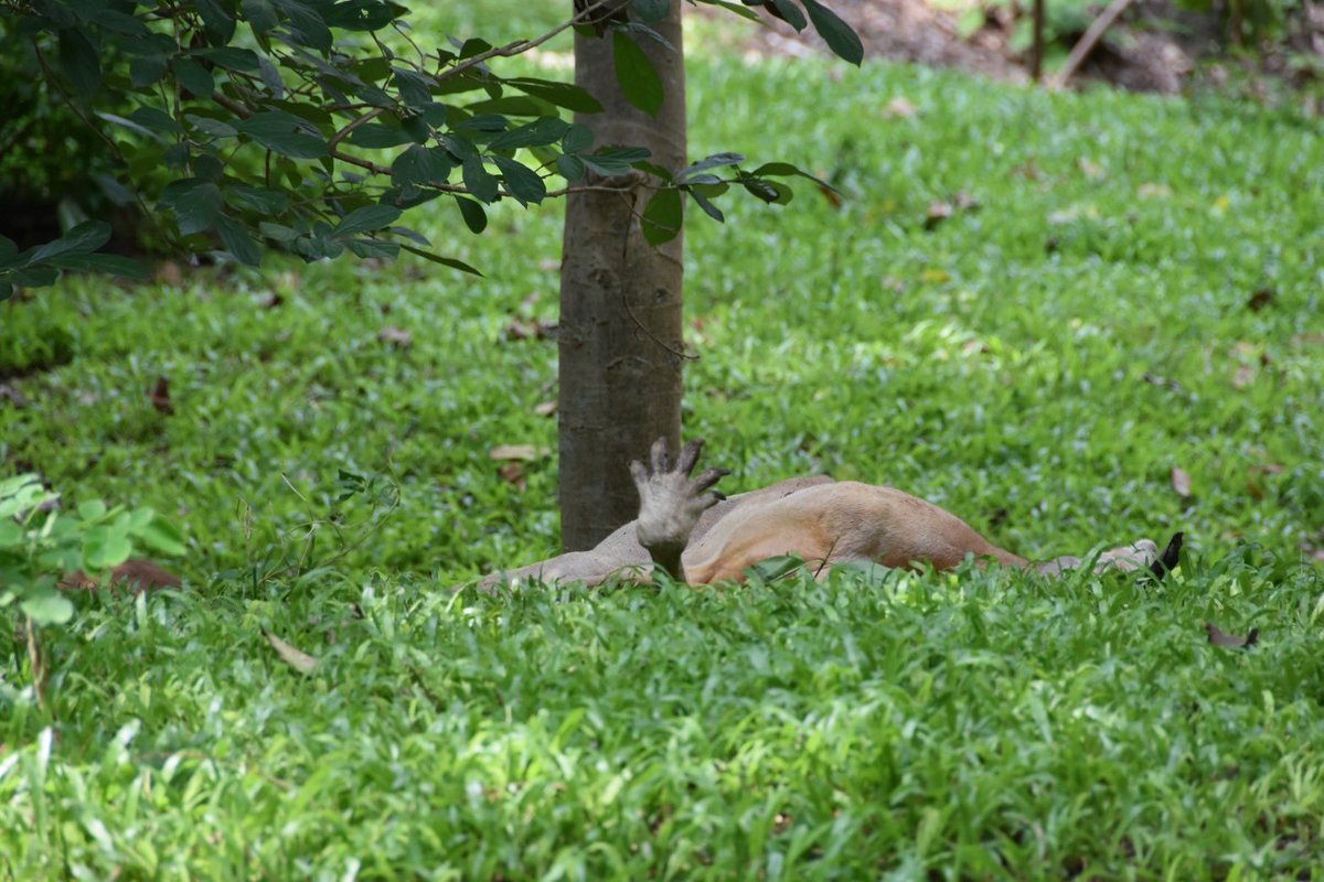 สวนสัตว์เปิดเขาเขียว Khao Kheow Open Zoo tweet media