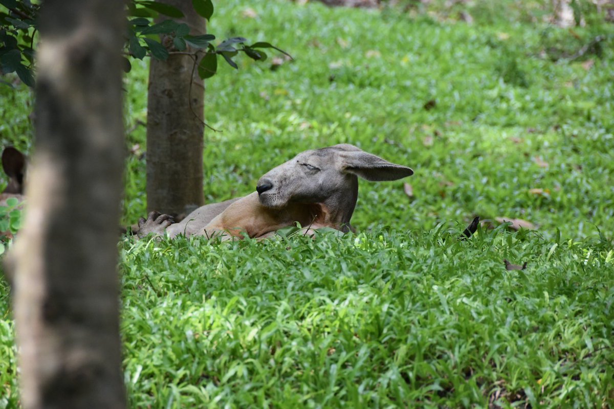 สวนสัตว์เปิดเขาเขียว Khao Kheow Open Zoo tweet media