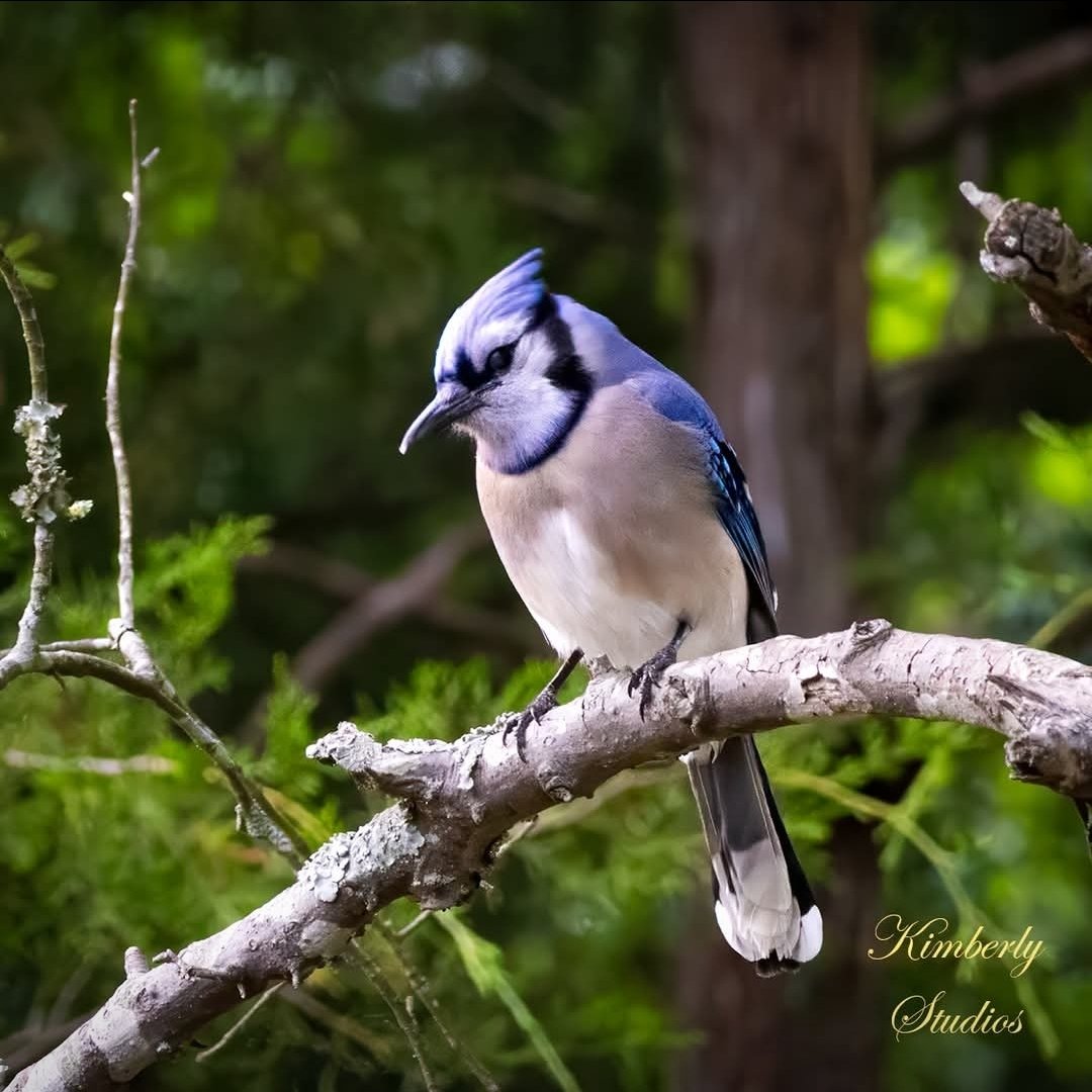 hoops42760's tweet photo. Its taken me a while to finally capture a photo of the local Blue Jay's. This one and a few others really came out quite nice! Have you ever noticed how sassy they can be? They're a member crow family, which makes total sense! https://t.co/cWYXU73qaw