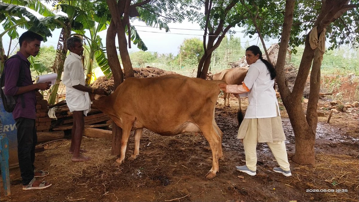 UzhavanFDN's tweet photo. Dairy Development for Rural Farmers

ஆம்பினால் தொழிற்சாலை பங்களிப்புடன்  உழவன் ஃபவுண்டேஷன் சார்பில் நேற்று (08.05.2026) மணப்பாறை பகுதியில் உள்ள மட்டப்பாறைப்பட்டி கிராமத்தில், இரண்டாம் கட்டமாக இல்லம் தேடி கால்நடை மருத்துவ முகாம் நடைபெற்றது. 
#Karthi 
#UzhavanFoundation https://t.co/Z51U54ZW5b