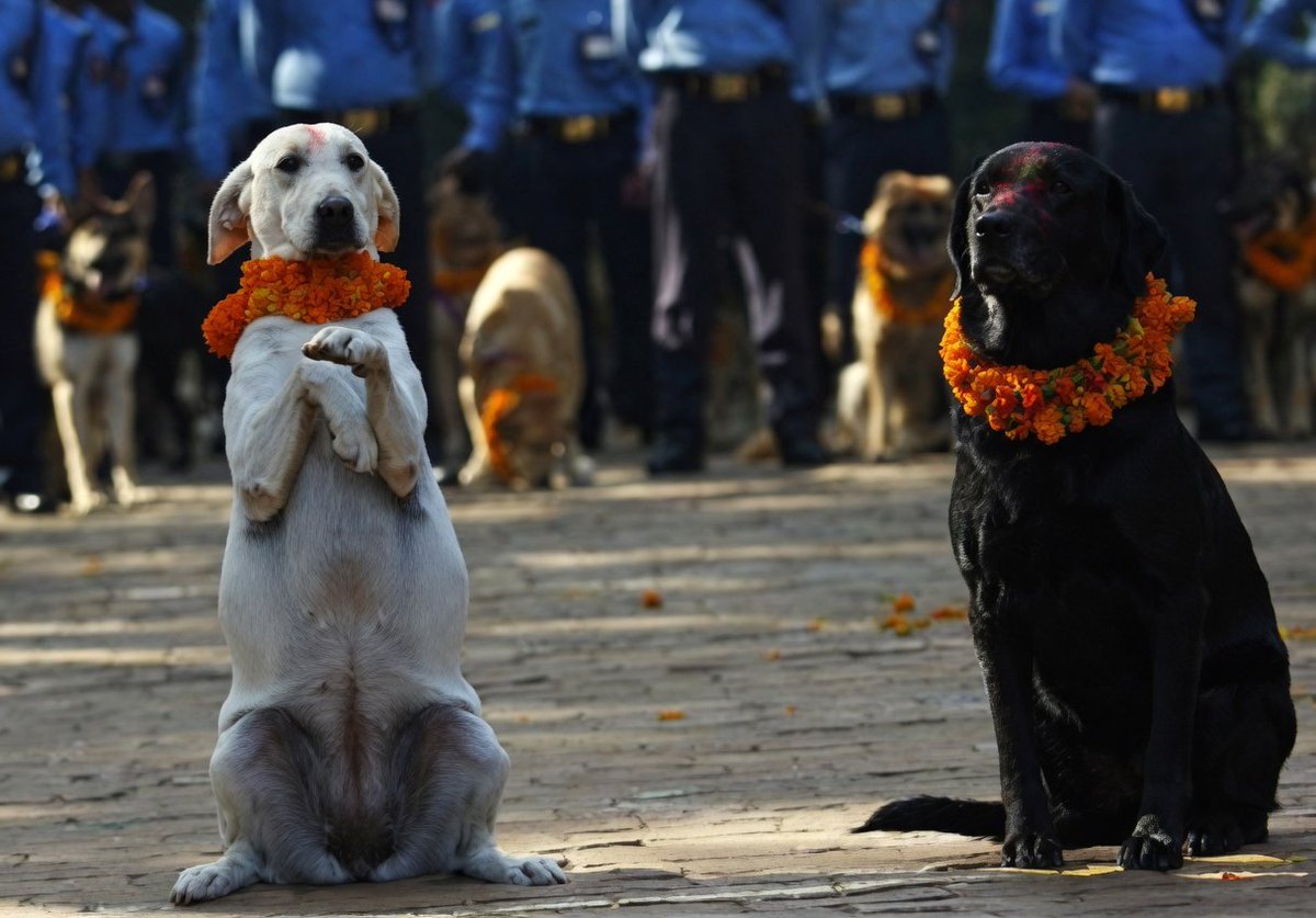 Tihar. A festival in Nepal that dedicates an entire day to thanking dogs for their friendship and loyalty