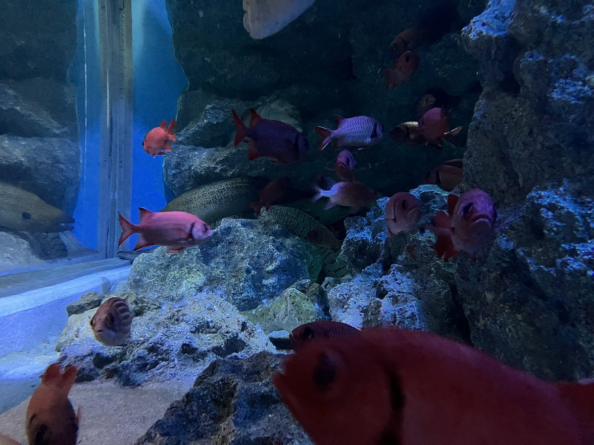ARPKsandra's tweet photo. 水族館好きなんだよなぁ https://t.co/Kgq7cqeJgB