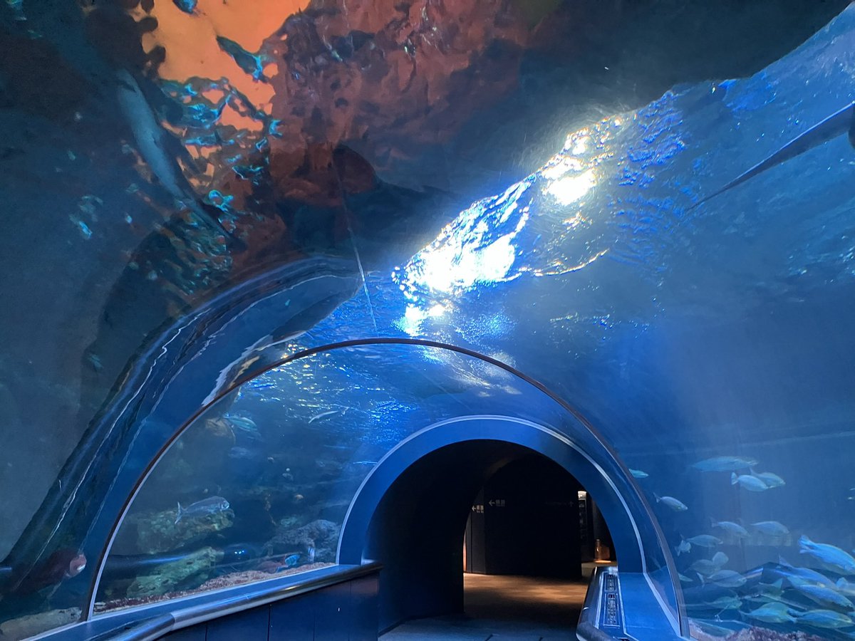 ARPKsandra's tweet photo. 水族館好きなんだよなぁ https://t.co/Kgq7cqeJgB