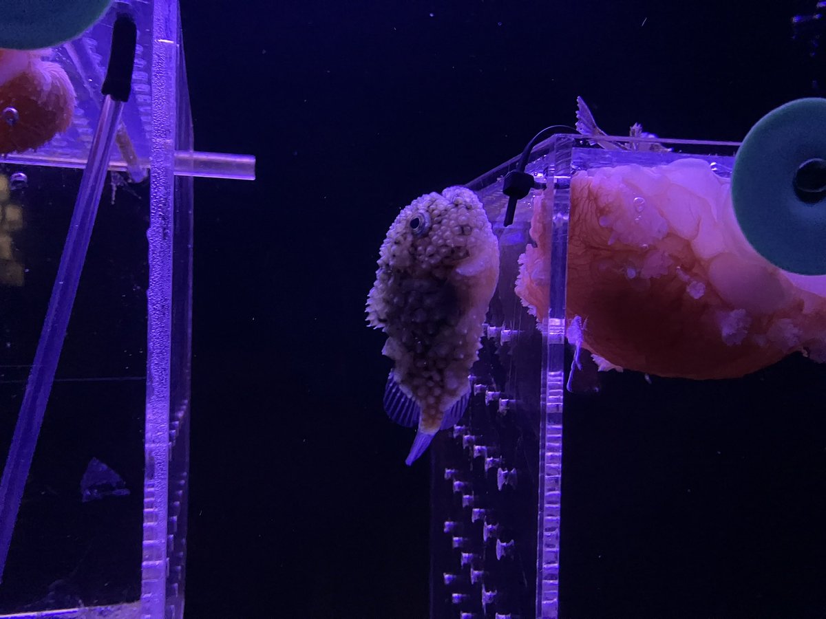 ARPKsandra's tweet photo. 水族館好きなんだよなぁ https://t.co/Kgq7cqeJgB