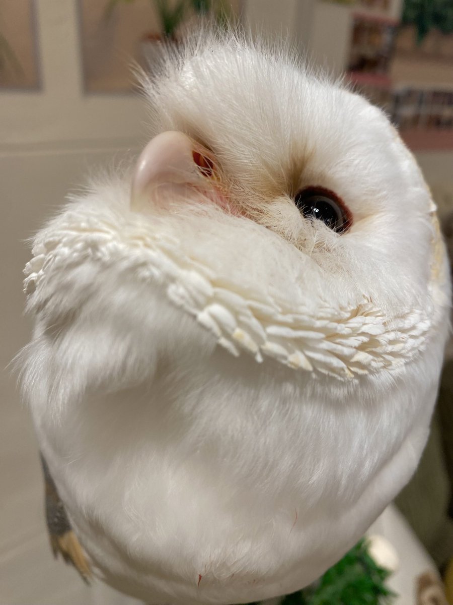 OWLCAFE-フクロウのみせ月島 【公式】 tweet media