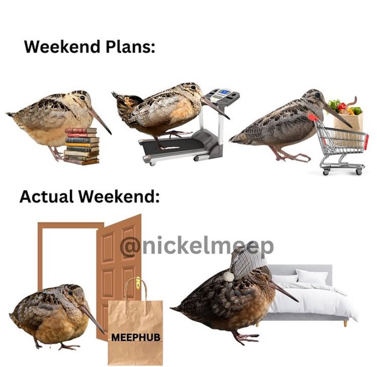 Sparrow tweet media