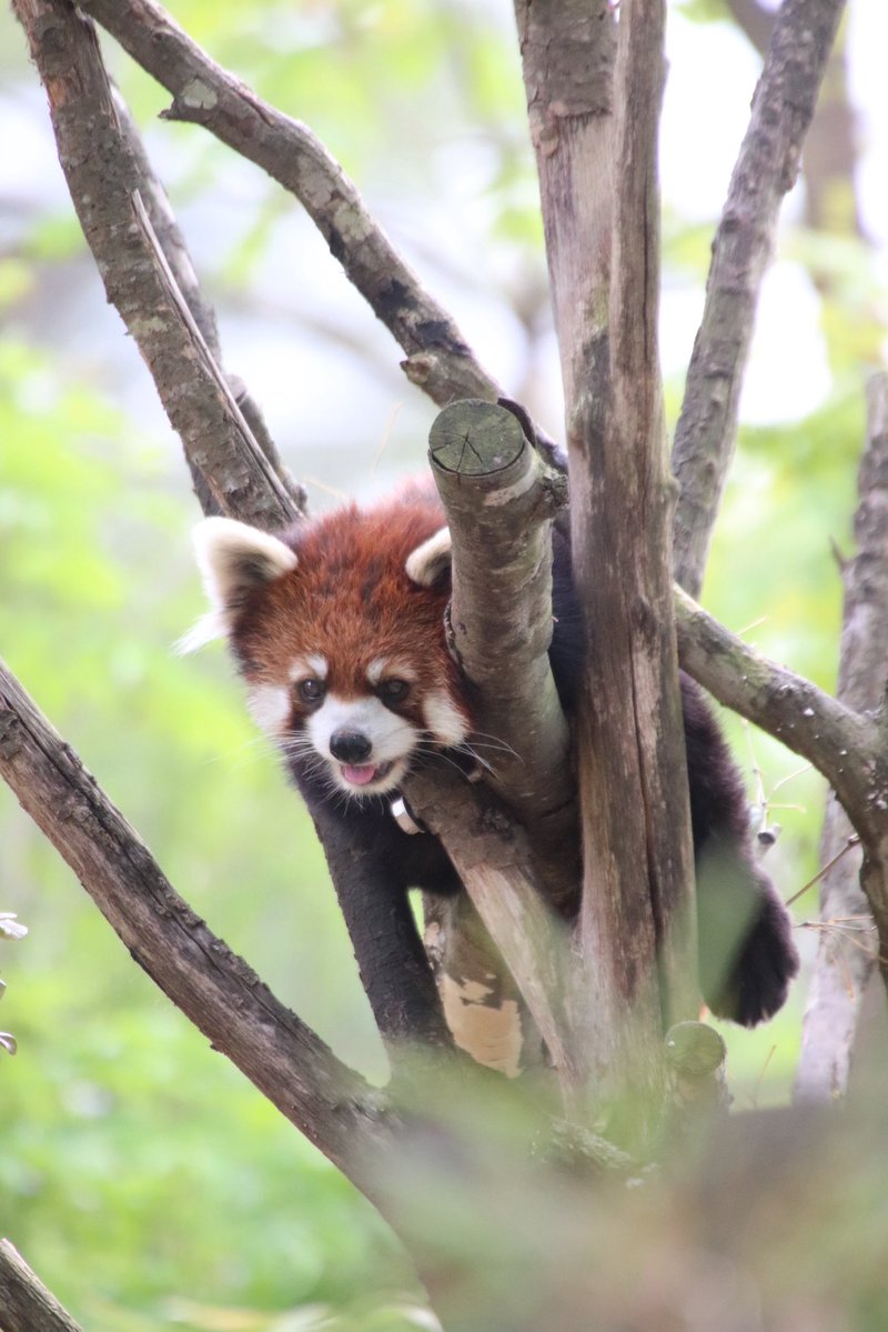 joy_redpanda tweet media