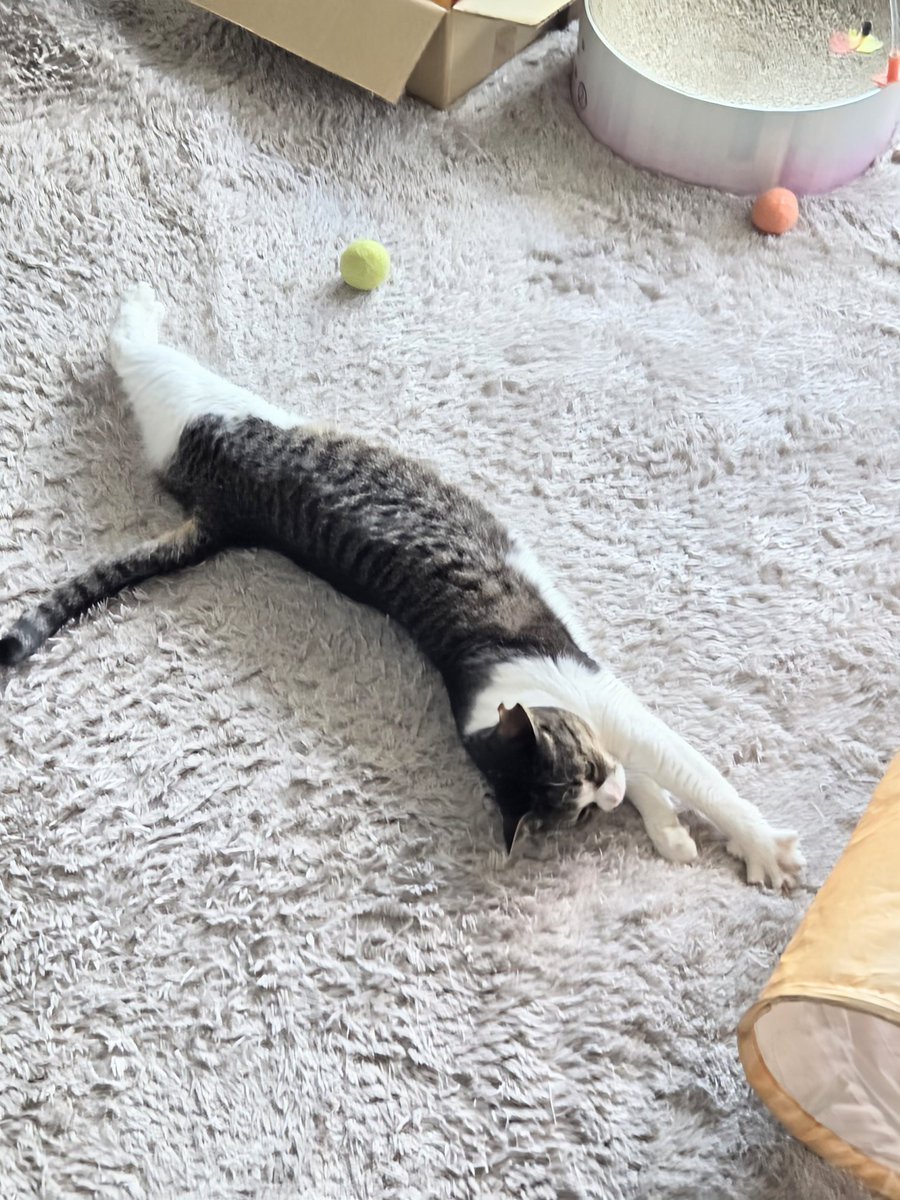 Post by つくね on X: 猫長い長い。