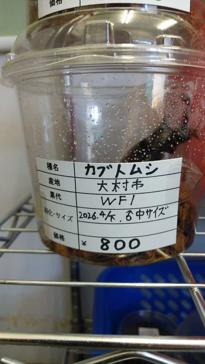 iAjkmsw8OY7GDjv's tweet photo. WF1カブトムシ♂成虫単品入荷しました。
※♀はまだいません。
#昆虫ショップくわがたセンセー
#カブトムシ https://t.co/7s3mUvDuk8