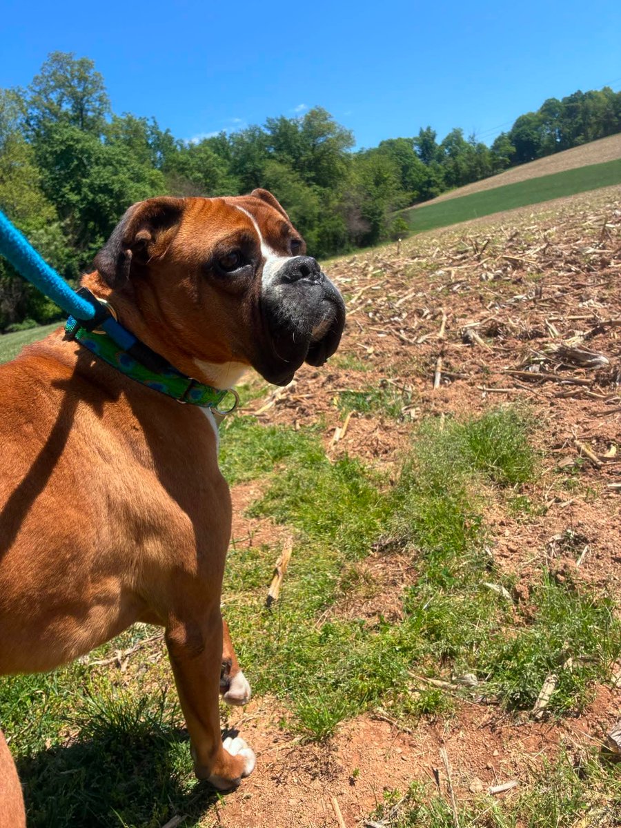 Winston is worried. He flew from Turkey 3 weeks ago &amp;still hasn’t  found a foster. He’s a strong boy , fully vetted , crate trained &amp;housebroken. He is good with fem dogs. Kids over 16. In training at Mason Dixon K9 in MD. His training goes with the adopter or foster #boxerdogs