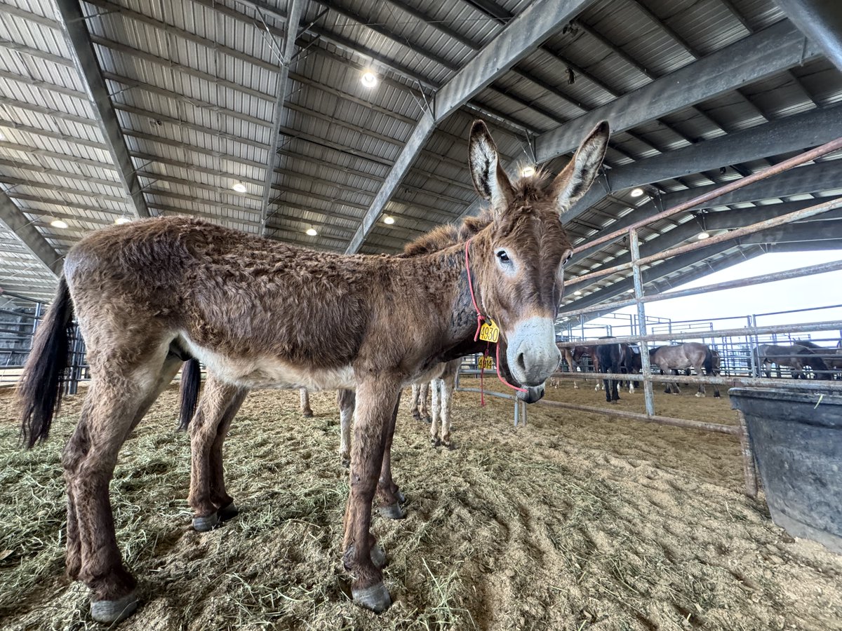 BLM Wild Horse & Burro Program tweet media