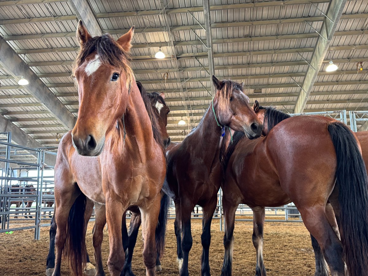 BLM Wild Horse & Burro Program tweet media