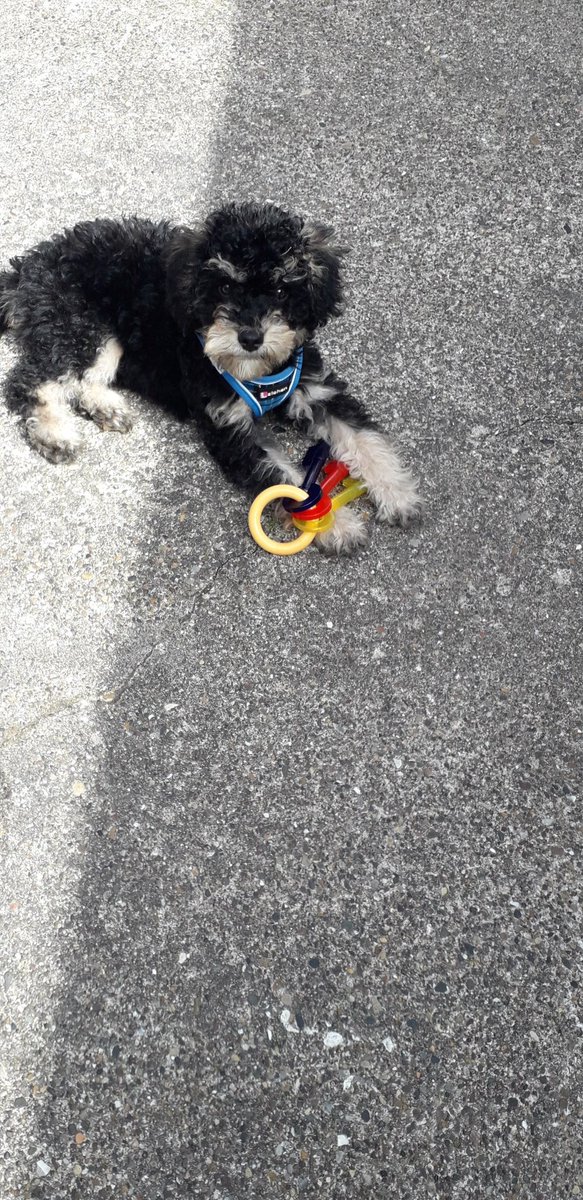 VeronicaFRobson's tweet photo. @JoannaCannon Well, short walks are going well 😁 https://t.co/q6EVr21fgk