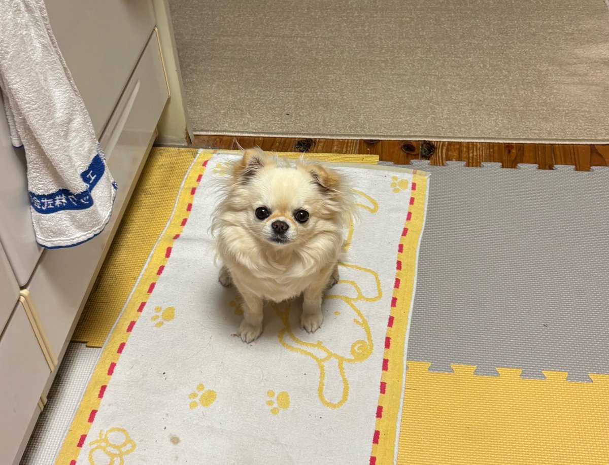 チビ＆ココ tweet media