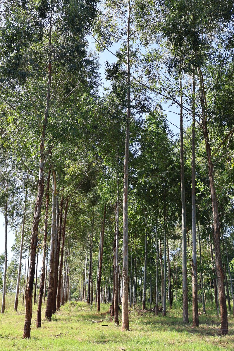 Instituto Forestal Nacional del Paraguay tweet media
