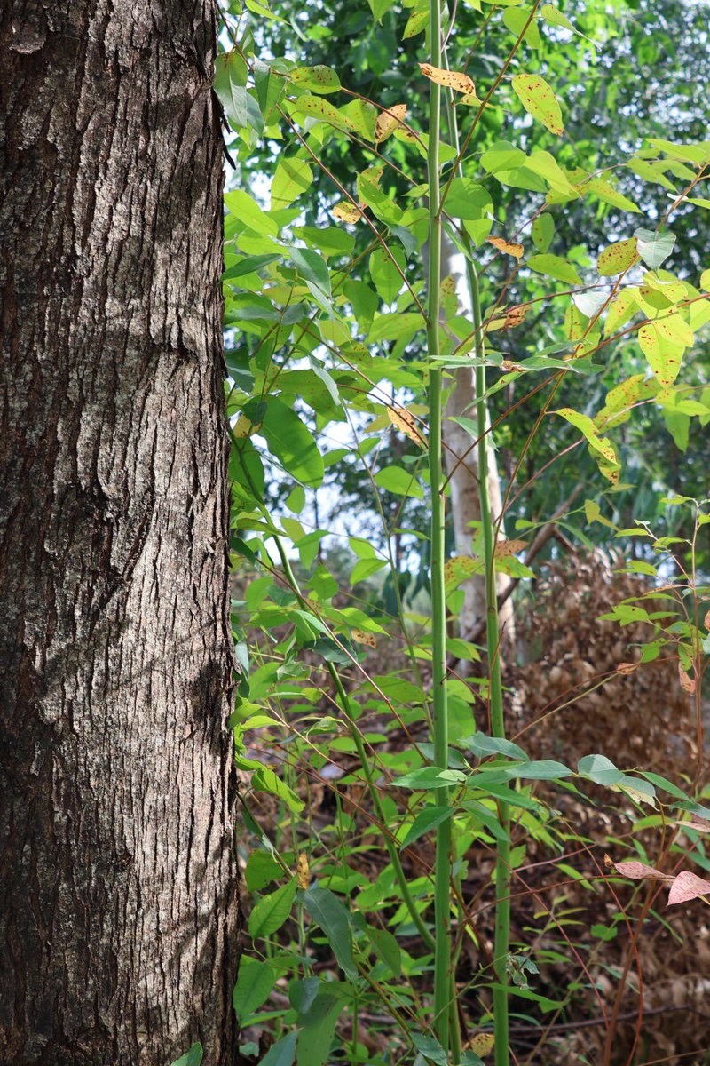 Instituto Forestal Nacional del Paraguay tweet media