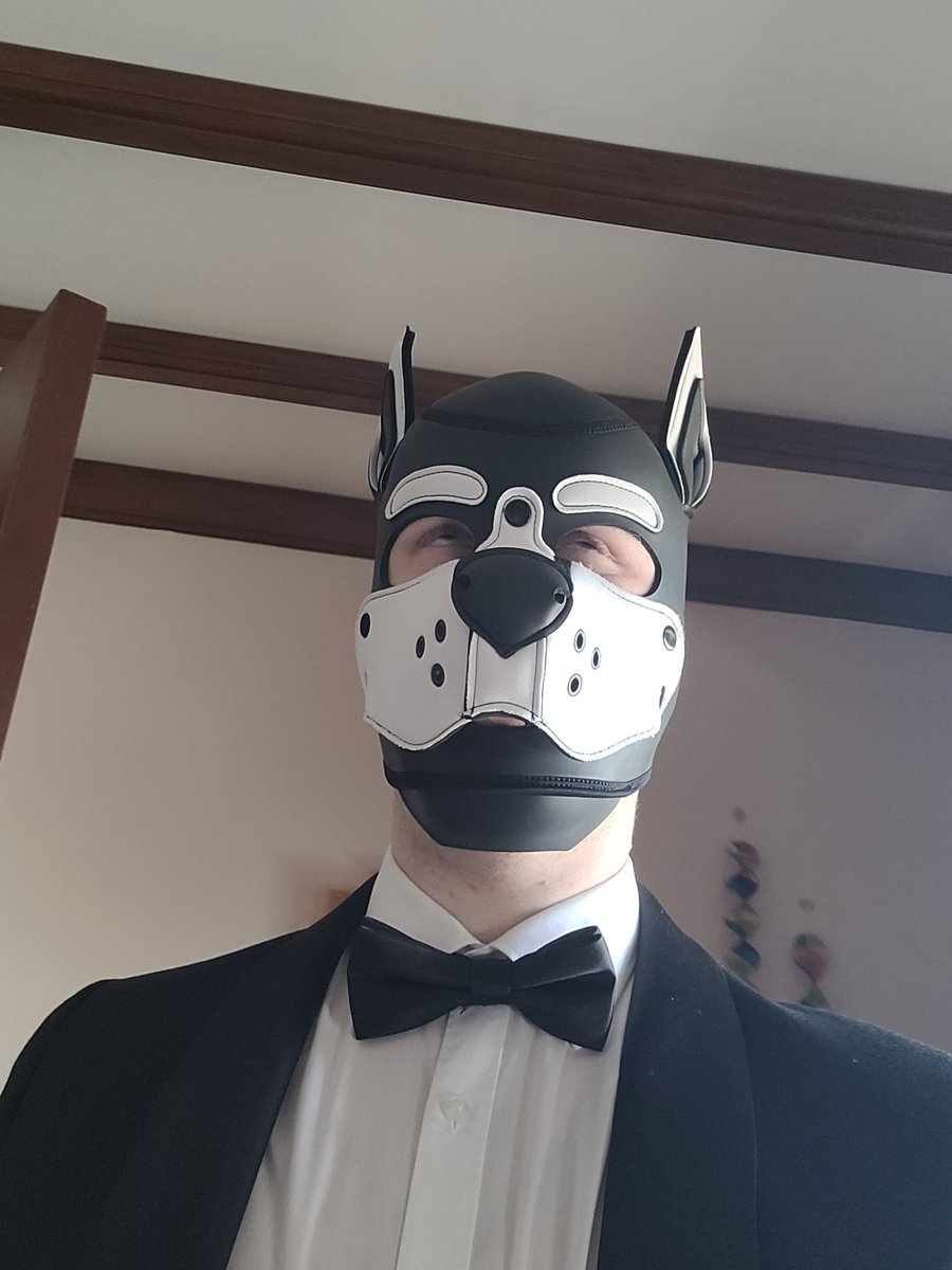hypnodog tweet media