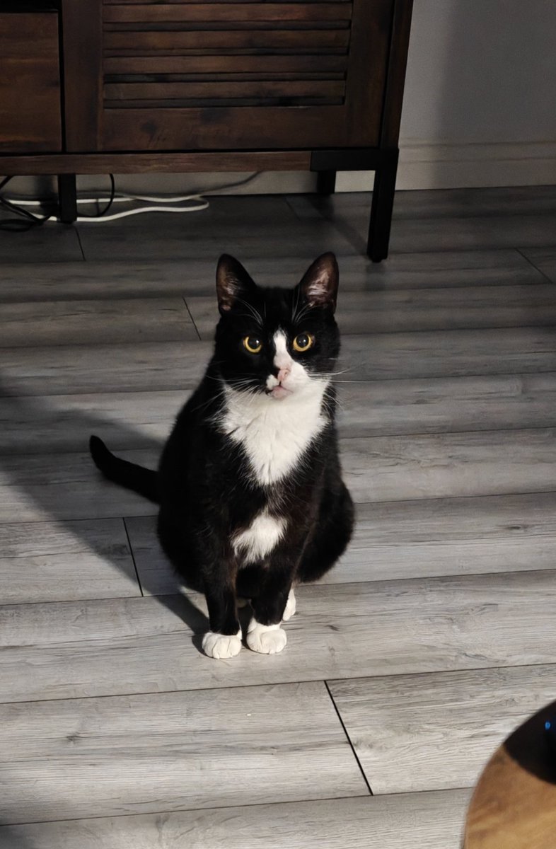 HellMonkey88's tweet photo. Look at this handsome wee soul 😻 https://t.co/1dtK8p8cwa