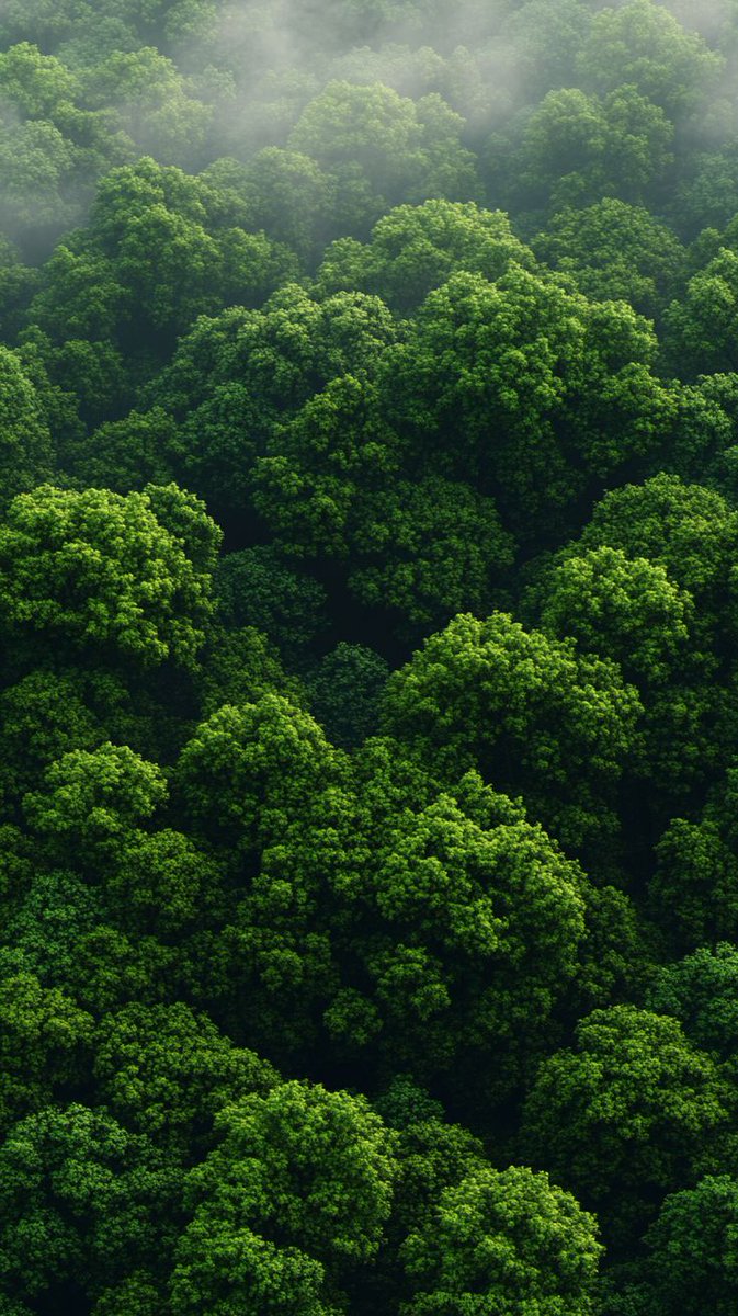 naturehealyou's tweet photo. The lungs of the world https://t.co/4L2l2E5ukk