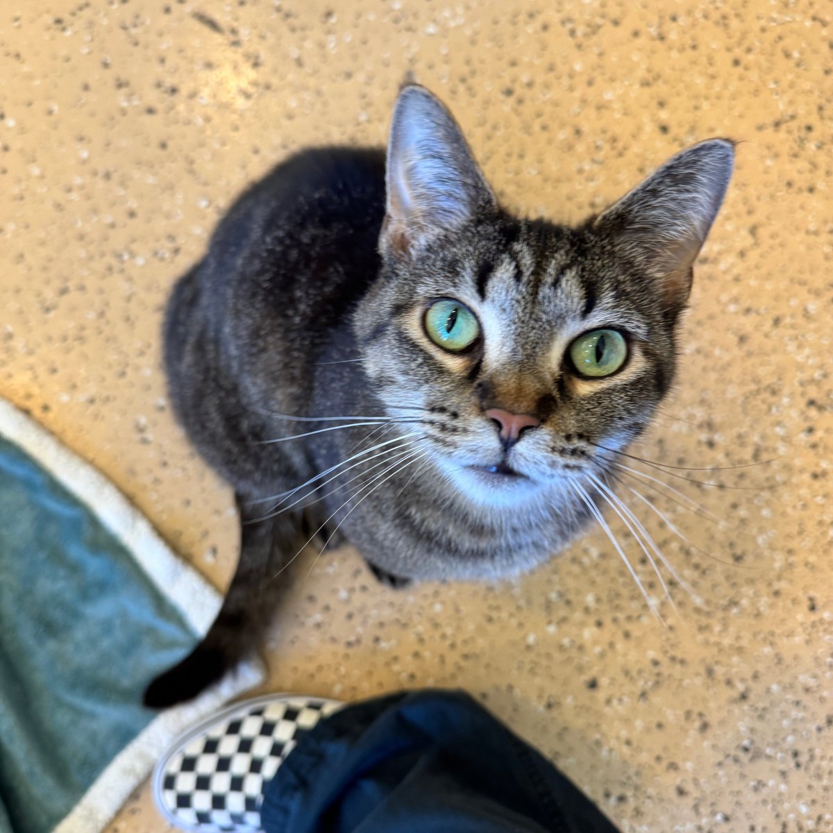 Tree House Humane Society tweet media