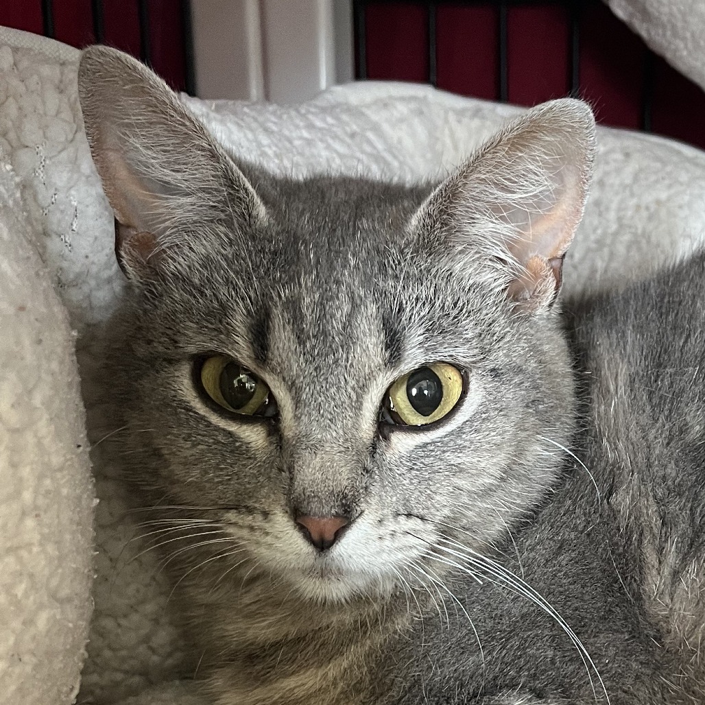 Tree House Humane Society tweet media