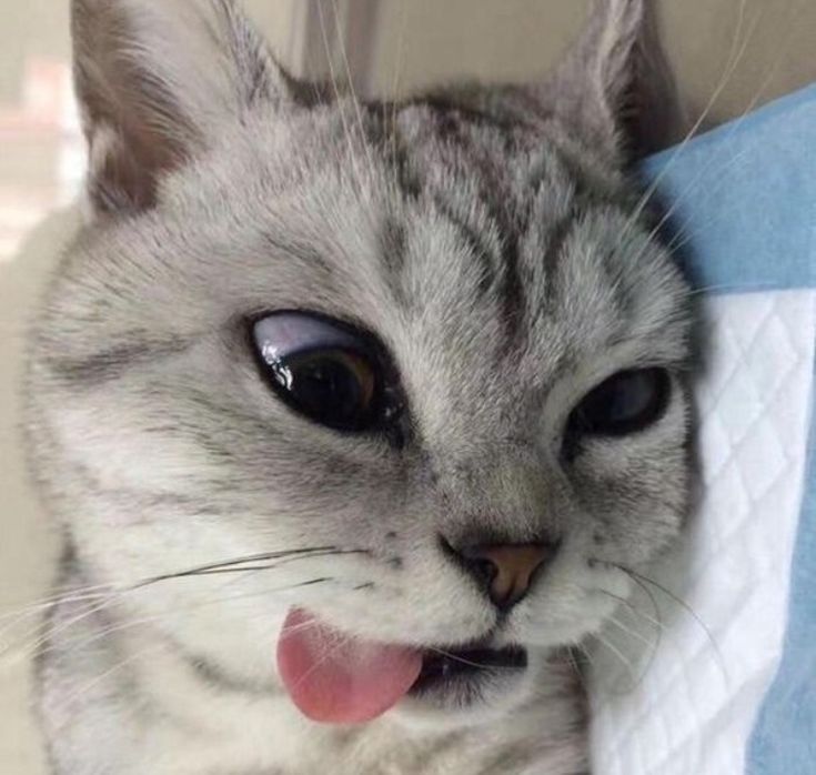 nekocatts's tweet photo. Silly 🤪 https://t.co/5WGJp8XIMZ