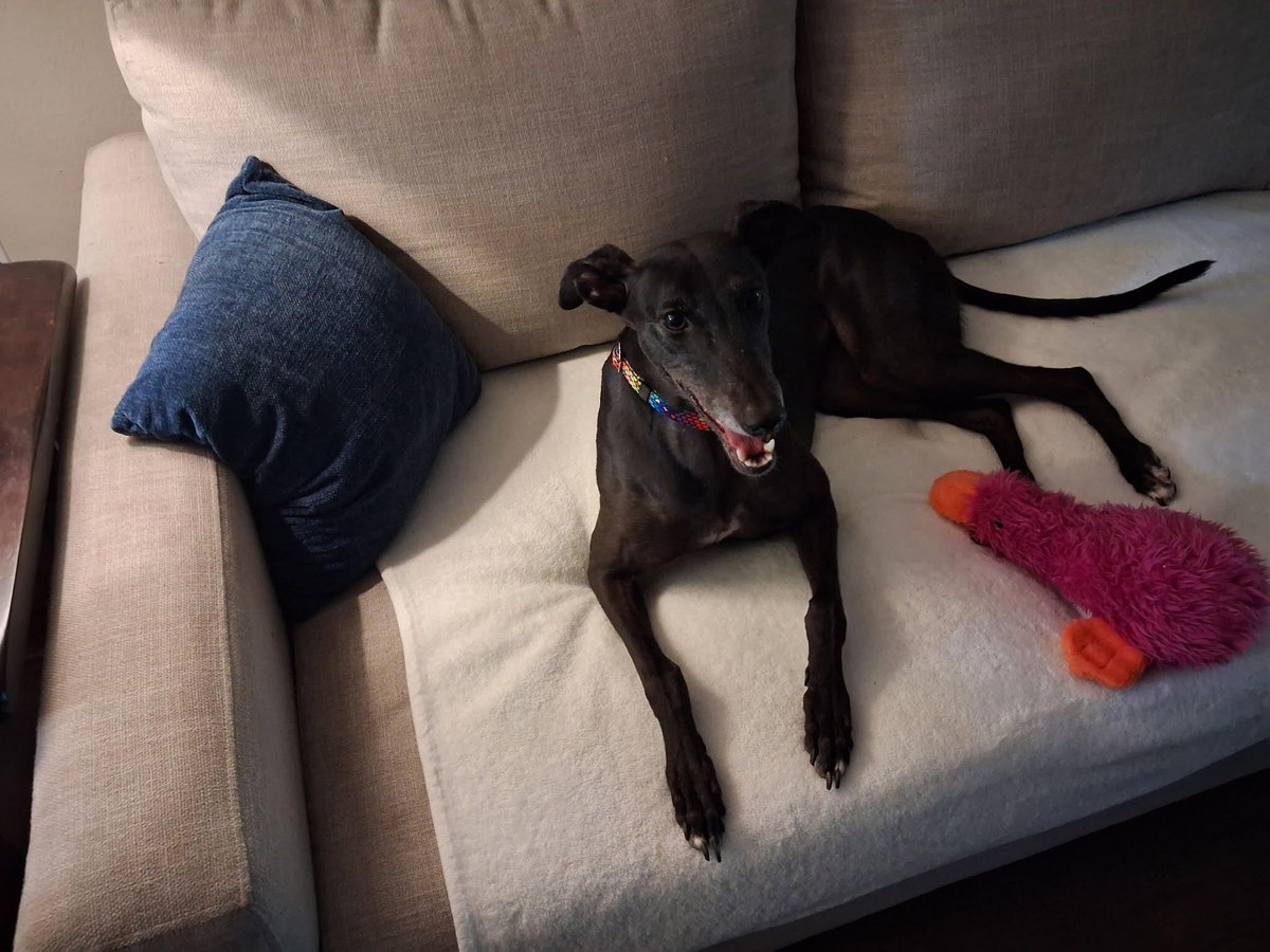 GALTx 🐕 tweet media