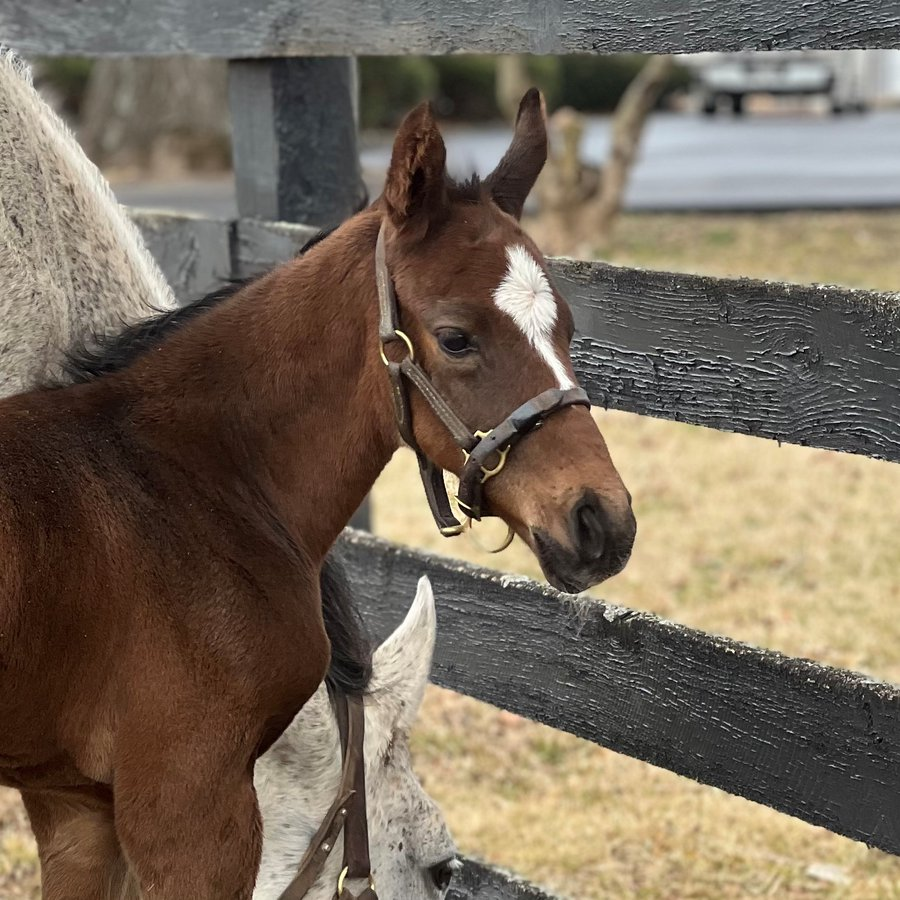 PhippsStableFan's tweet photo. โค๏ธ#FoalFriday #FlashbackFriday
๐ดA 2023 colt by @HillnDaleFarm' Curlin out of graded stakes-winner Carrumba (Bernardini) at @ClaiborneFarm.
๐นBred by #PhippsStable and #StEliasStable, he would be named ๐๐ข๐๐๐๐ก ๐ง๐๐ ๐ฃ๐ข and win the @KentuckyDerby!
โฌ๏ธ๐ฅ https://t.co/YYen6fvq3H
