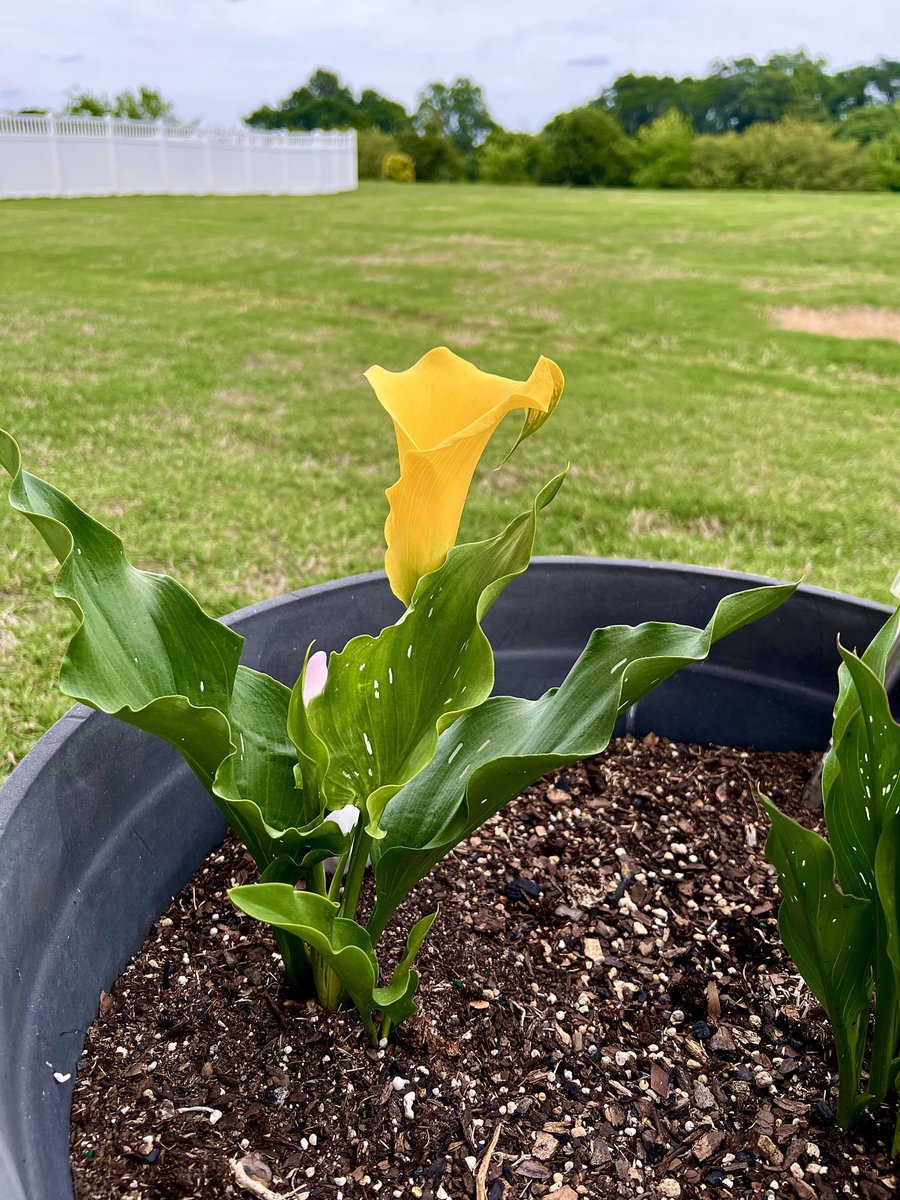 Mesa_T_Aphophas's tweet photo. #Grateful #CookingWithFire #Family #GWPWood #Pecan
We have a first bloom of the year! This beautiful creation is vibrant yellow and bright!
Stargazer Lillies are just about to bud through too!
Itโs a cloudy and cooler than normal day here. Perfect weather for lightning a fire and smoking some NY strips.
Smoked with pecan for about an hour and then finished off with my sous vide torch!
Grateful for family and Iโm thankful for all of you here too!
๐ฅ๐ ๐ ๐ ๐๐๐๐ ๐ ๐ฅ