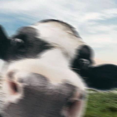 cow tweet media