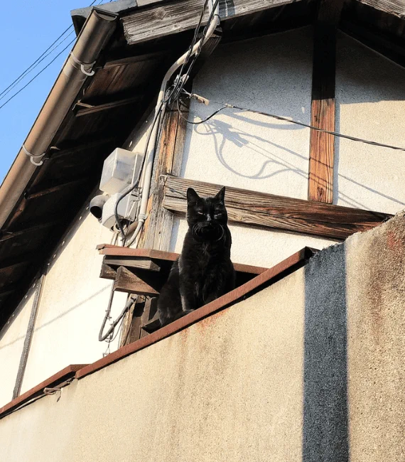 アニマルコミュニケーター岩津さんに聞いてみよう ～2匹の先住リスさんのいるおうちで暮らすことになった黒猫さん～│フェリシモ猫部