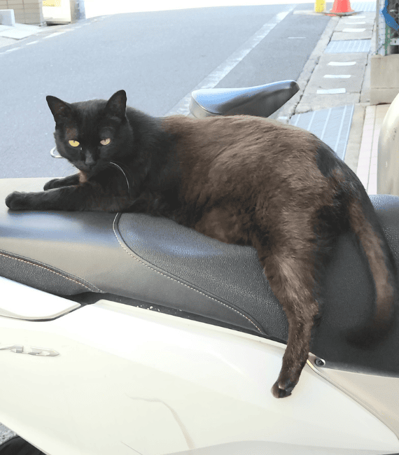 「アニマルコミュニケーター岩津さんに聞いてみよう ～2匹の先住リスさんのいるおうち」|ごる猫 Σ(っ=ΦωΦ)っのイラスト