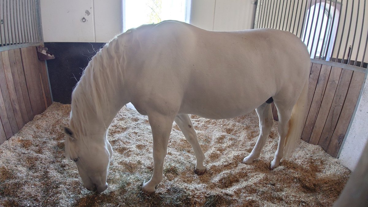 ヘルデンベルクには、スペイン乗馬学校の馬リピツァーナーの厩舎があり