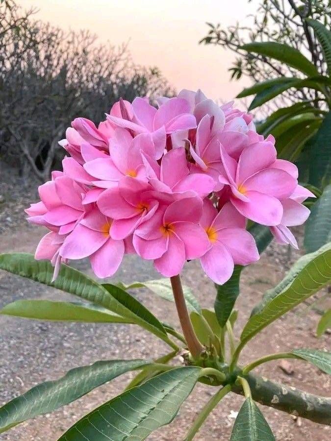Good Morning 🌸
Every new morning brings a new opportunity.
Leave yesterday’s worries behind and smile today.
Wishing you a day full of happiness and success.
