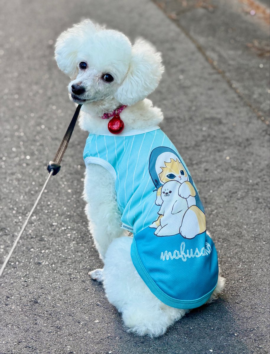 ぼたん🐩(♂10歳) tweet media