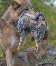 Wolf tweet media
