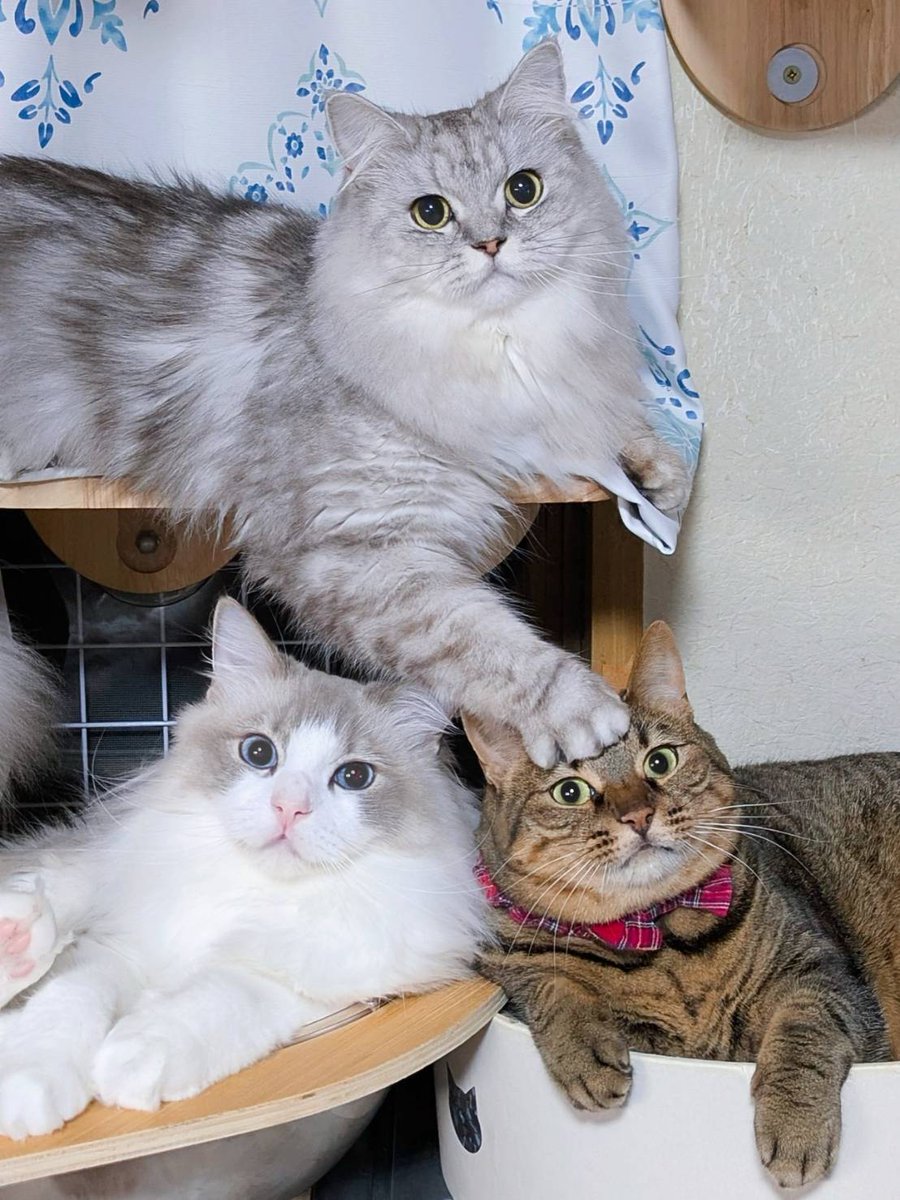 そのおててキケンだよ😹