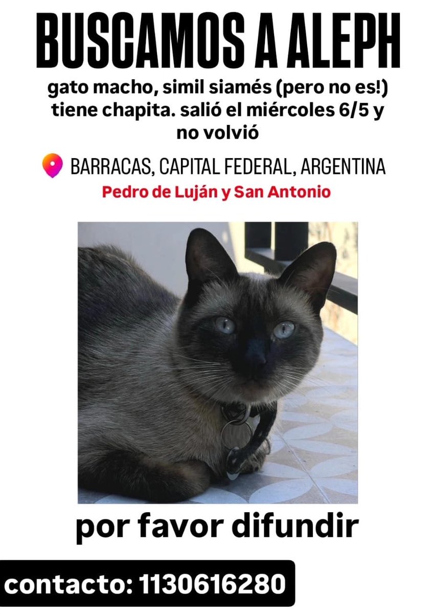 dios se perdió el re boludo de mi gato, necesito encontrarlo