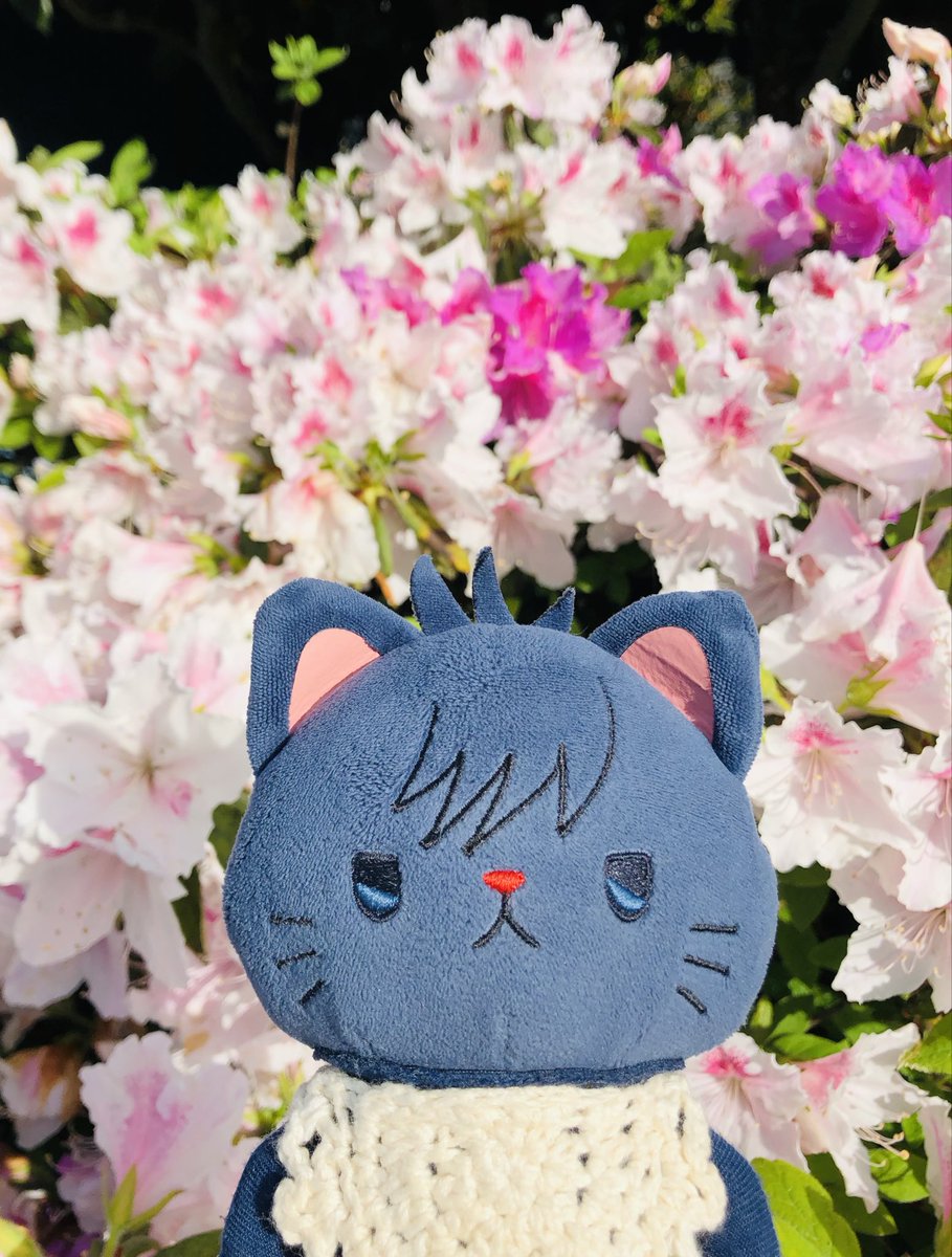 tomo様確認用 Post by tomo🐈‍⬛ on X: 「まんかいです」