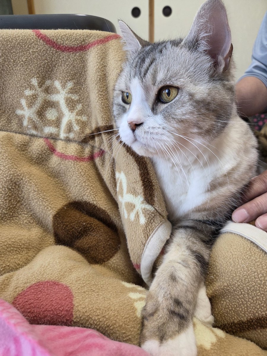 キャット (@4HWYdYFecS71FZn) / Posts / X