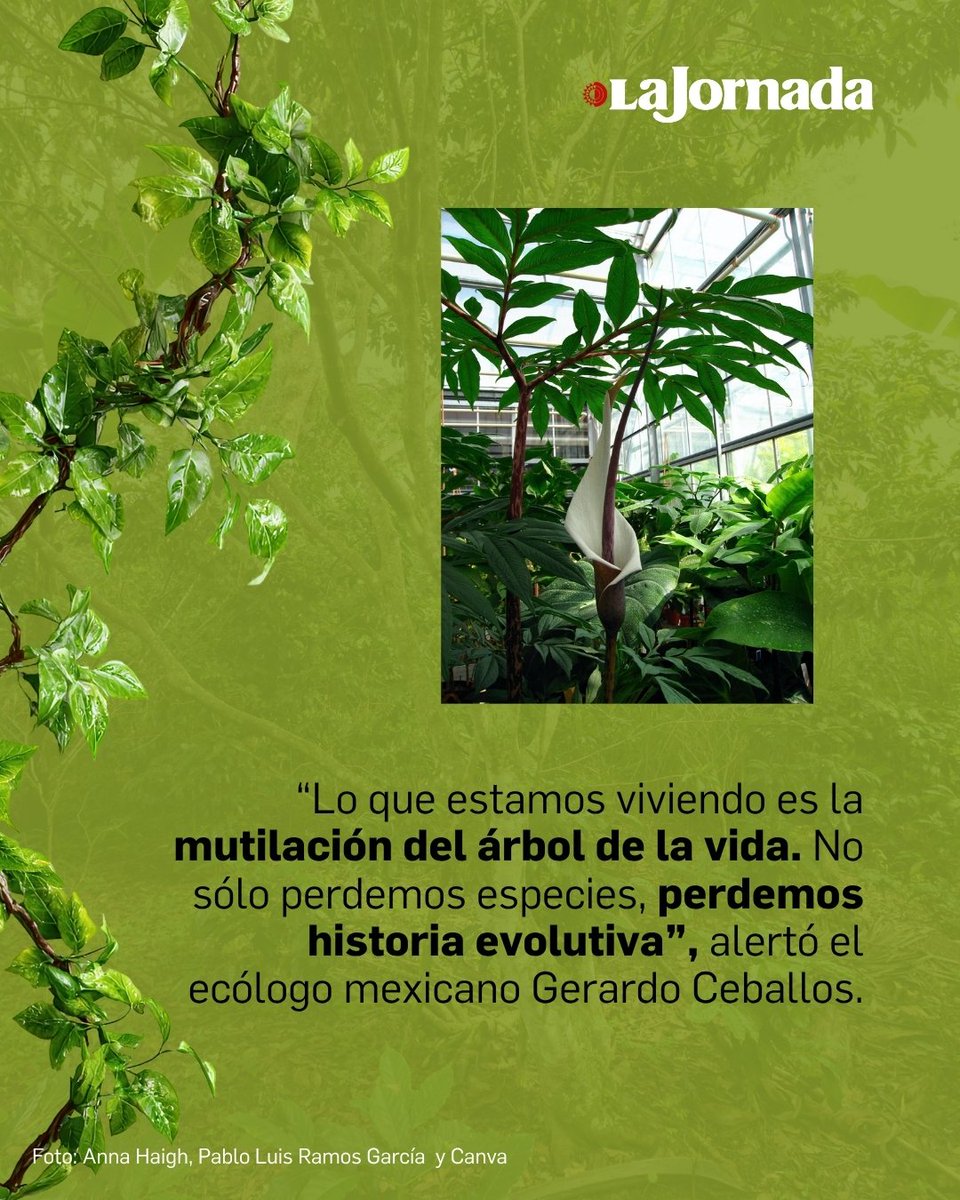 Bellezas en riesgo de extinción.

Un estudio publicado en Science reveló que más de una quinta parte de la historia evolutiva de las plantas con flores podría desaparecer. 

Entre las especies amenazadas están la vainilla, magnolias, cactus, agaves y la Amorphophallus titanum,