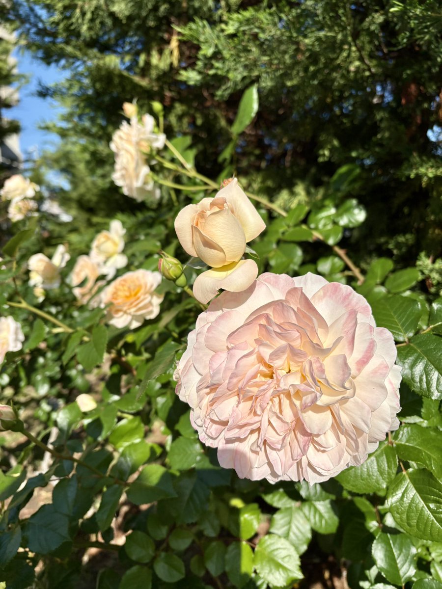 夜薔薇🌹 2026.5.9