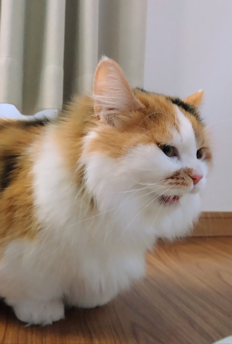 ネコ好きさん 猫好き必見！「ニャルソック」「お触りマップ」…共感の嵐！猫愛が